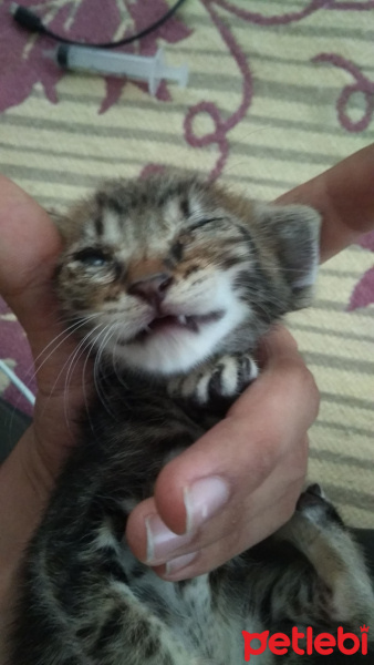 Tekir Kedi, Kedi  İsimsiz fotoğrafı