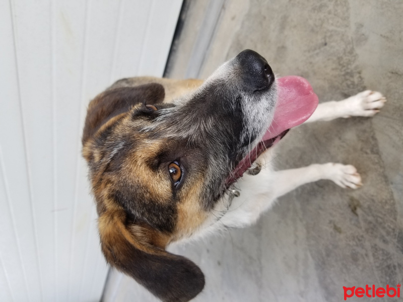 Sokö (Sokak Köpeği), Köpek  Findik fotoğrafı