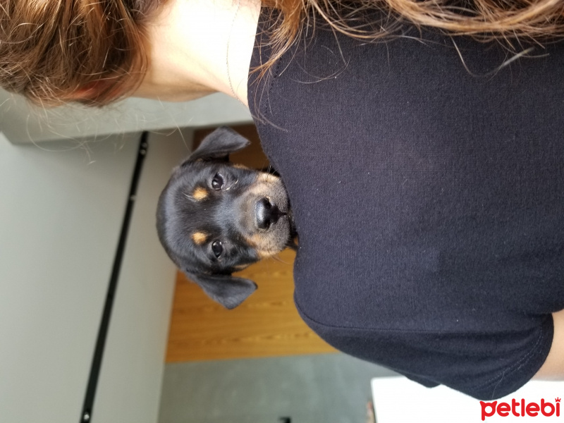 Sokö (Sokak Köpeği), Köpek  Findik fotoğrafı