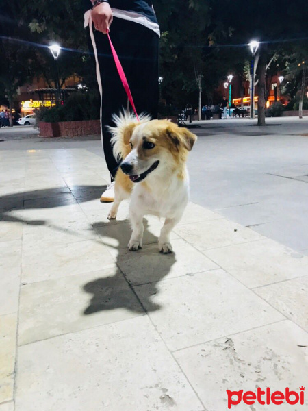 Golden Retriever, Köpek  SHERLOCK fotoğrafı