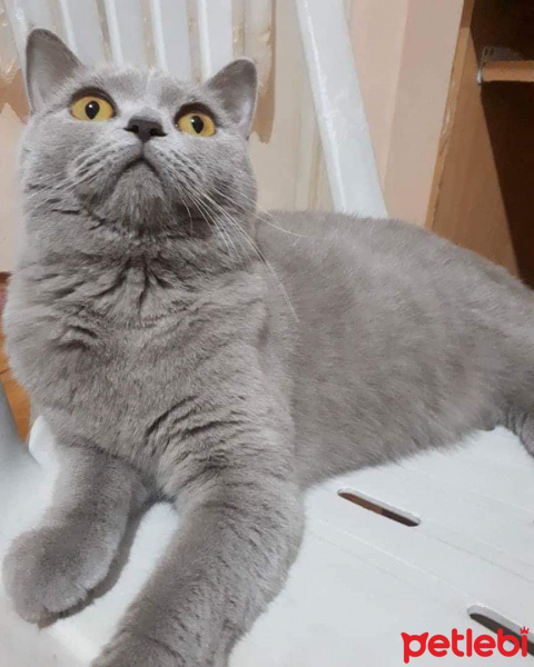 British Shorthair, Kedi  Oreo fotoğrafı