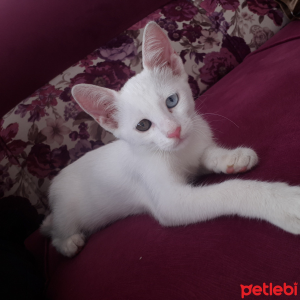 Ankara Kedisi, Kedi  Pamuk fotoğrafı