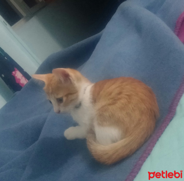 Sarman, Kedi  Tarcin fotoğrafı
