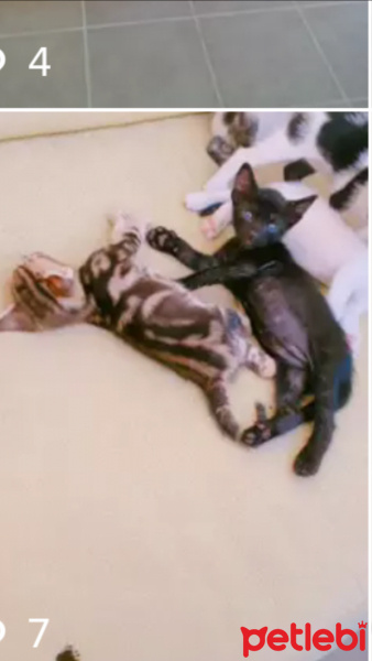 Tekir Kedi, Kedi  Pampam fotoğrafı