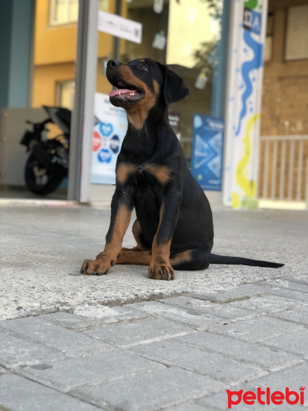 Rottweiler, Köpek  Pablo fotoğrafı