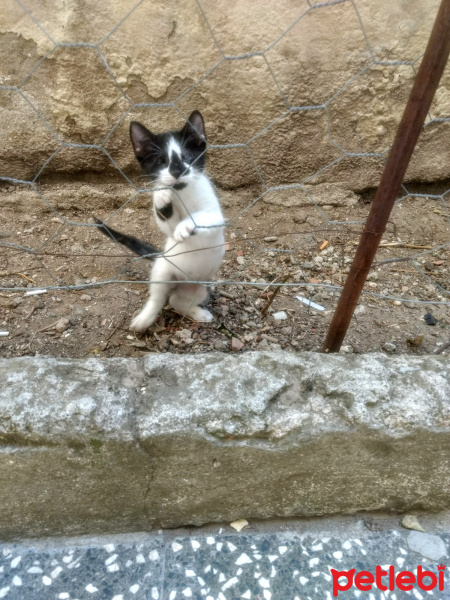Tuxedo (Smokin) Kedi, Kedi  maskeli fotoğrafı