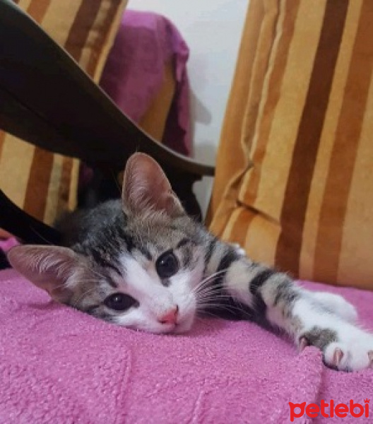 Tekir Kedi, Kedi  DENİZ fotoğrafı