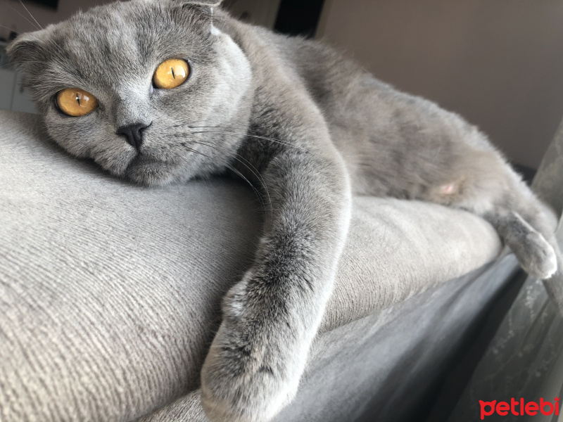 Scottish Fold, Kedi  Şahika fotoğrafı