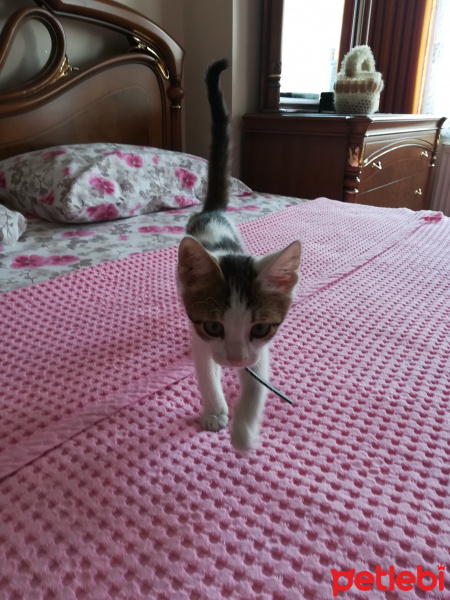 Tekir Kedi, Kedi  Mercan fotoğrafı