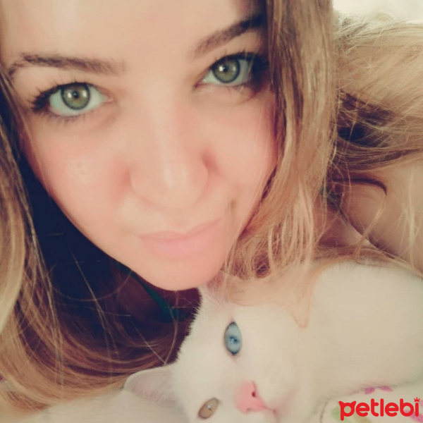 Van Kedisi, Kedi  İce fotoğrafı