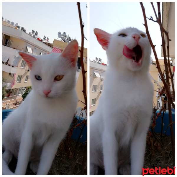 Van Kedisi, Kedi  İce fotoğrafı