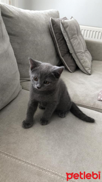 British Shorthair, Kedi  Tarçın fotoğrafı