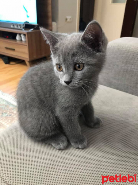 British Shorthair, Kedi  Tarçın fotoğrafı