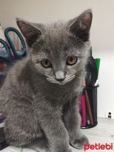 British Shorthair, Kedi  Tarçın fotoğrafı