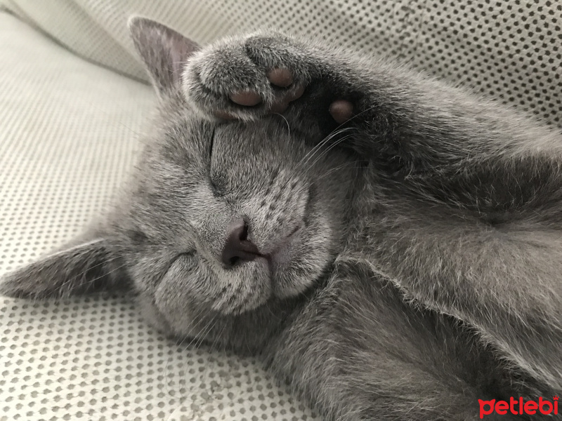 British Shorthair, Kedi  Tarçın fotoğrafı