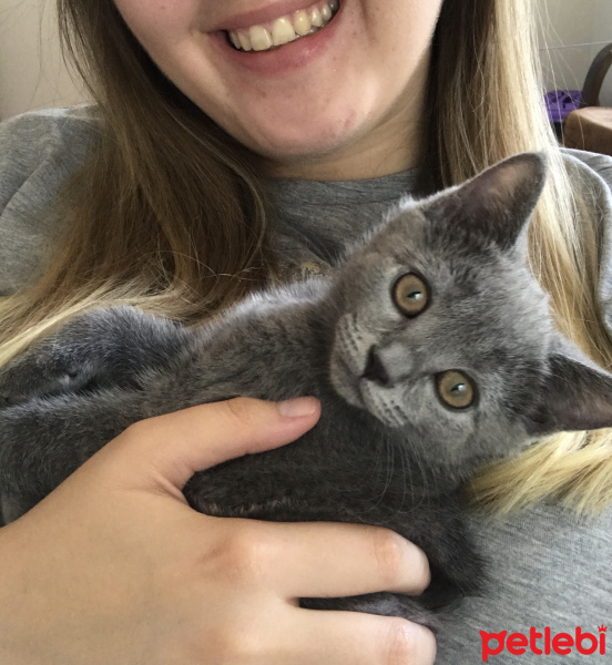 British Shorthair, Kedi  Tarçın fotoğrafı