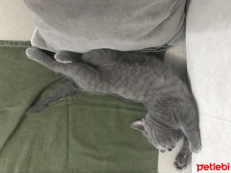 British Shorthair, Kedi  Tarçın fotoğrafı