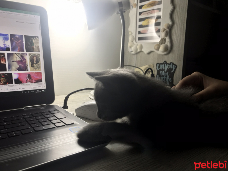 British Shorthair, Kedi  Tarçın fotoğrafı