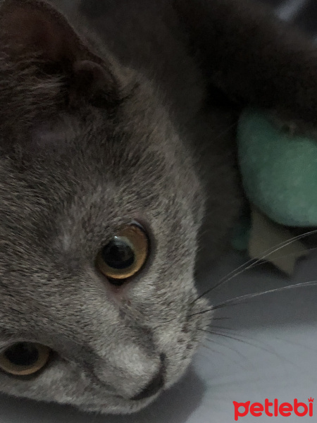 British Shorthair, Kedi  Tarçın fotoğrafı