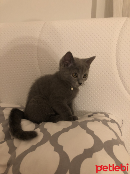 British Shorthair, Kedi  Tarçın fotoğrafı