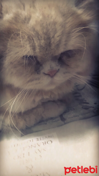 İran Kedisi (Persian), Kedi  PasPas fotoğrafı