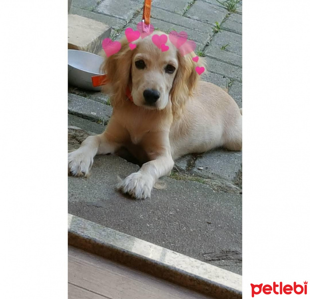 Amerikan Cocker Spaniel, Köpek  Jaime fotoğrafı