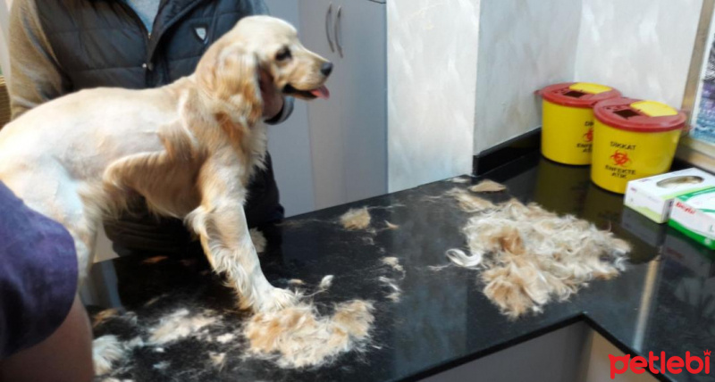 Amerikan Cocker Spaniel, Köpek  Jaime fotoğrafı