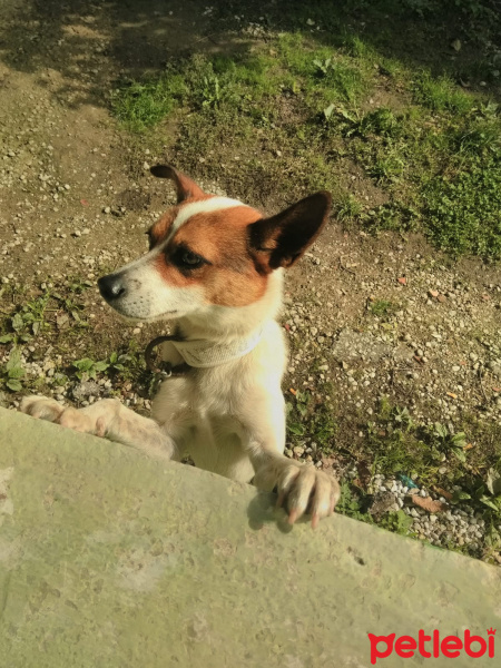 Sokö (Sokak Köpeği), Köpek  Tarzan fotoğrafı