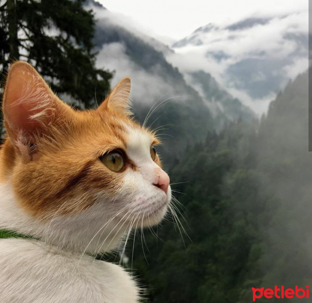 Tekir Kedi, Kedi  Fırtına fotoğrafı