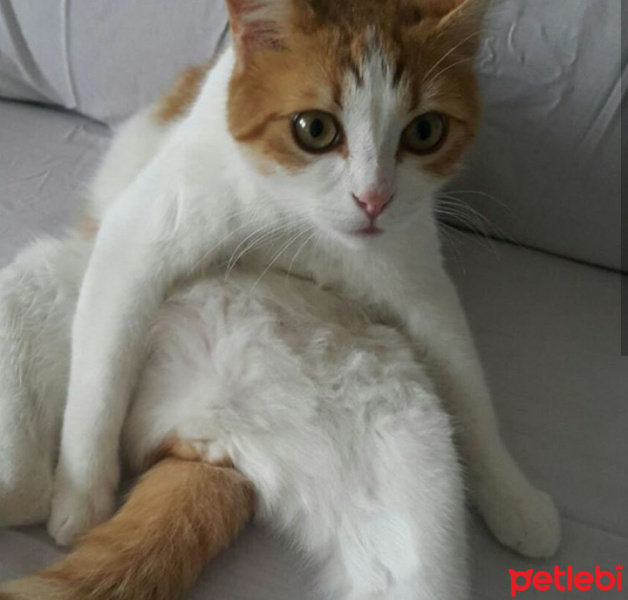Tekir Kedi, Kedi  Minnak fotoğrafı