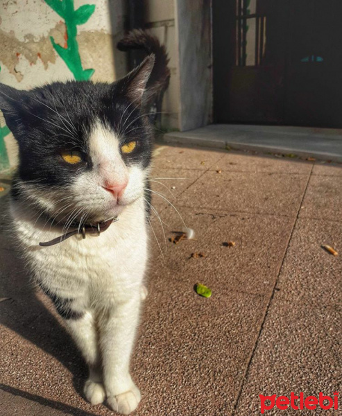 Tekir Kedi, Kedi  Bal fotoğrafı