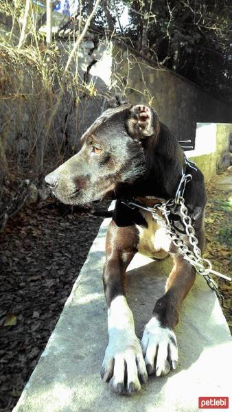 Amerikan Pitbull Terrier, Köpek  EVA fotoğrafı