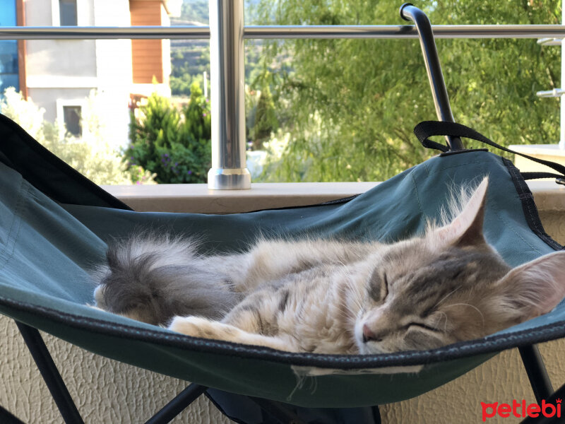 Tekir Kedi, Kedi  Gümüş fotoğrafı