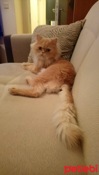 İran Kedisi (Persian), Kedi  Behlül fotoğrafı