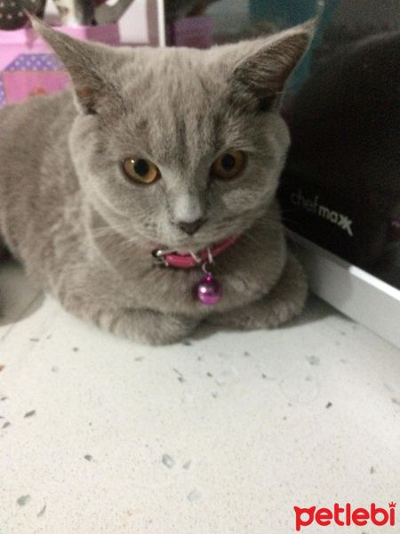British Shorthair, Kedi  kontes fotoğrafı