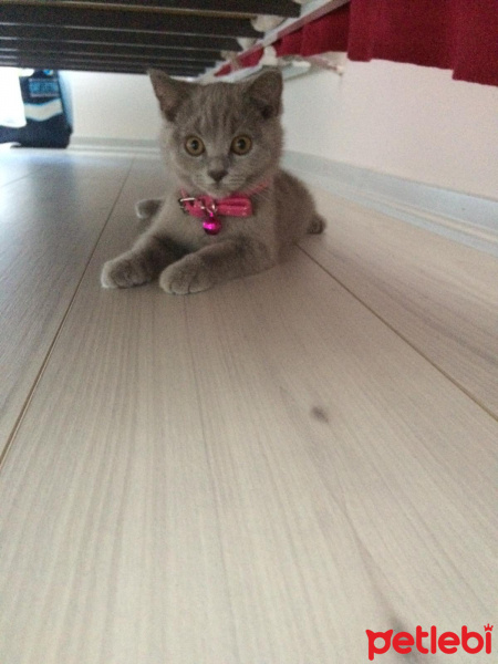 British Shorthair, Kedi  kontes fotoğrafı