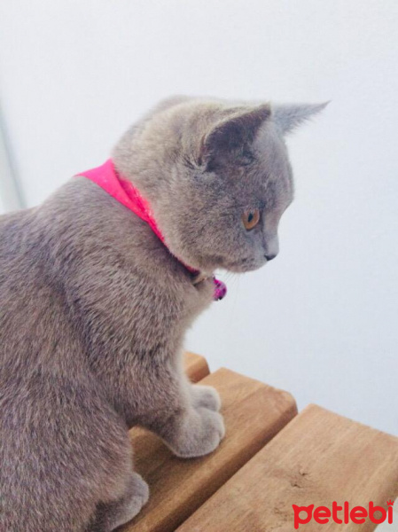 British Shorthair, Kedi  kontes fotoğrafı