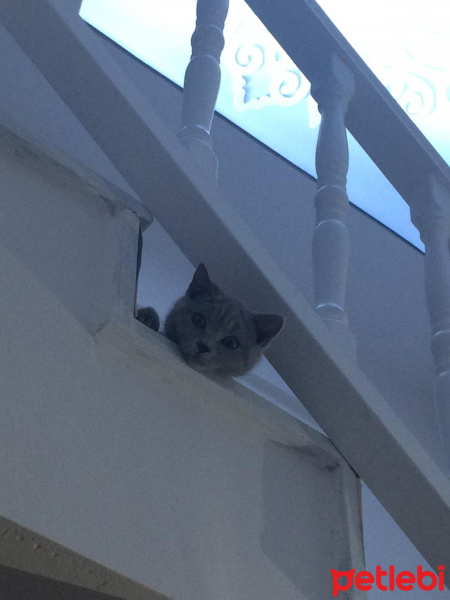 British Shorthair, Kedi  kontes fotoğrafı