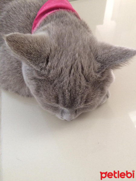 British Shorthair, Kedi  kontes fotoğrafı