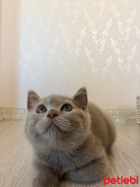 British Shorthair, Kedi  Bulut fotoğrafı