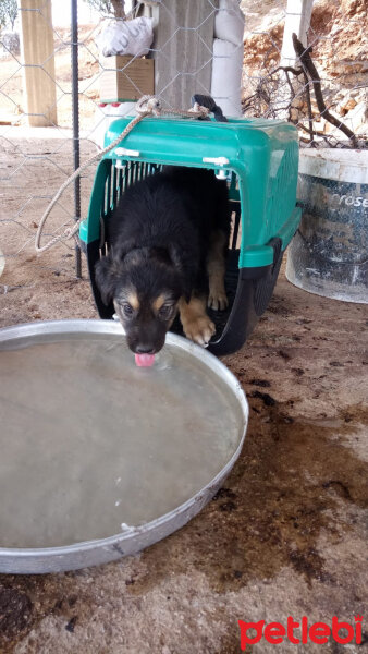 Rottweiler, Köpek  Codi fotoğrafı