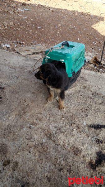 Rottweiler, Köpek  Codi fotoğrafı