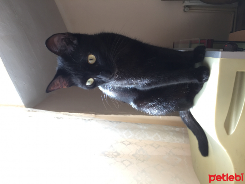 Bombay, Kedi  Karapençe fotoğrafı