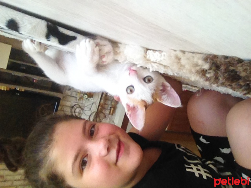 Tekir Kedi, Kedi  Mirmir fotoğrafı