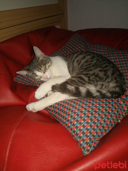 Tekir Kedi, Kedi  Duman fotoğrafı