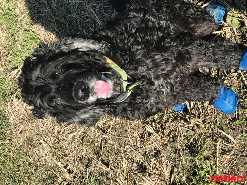 Amerikan Cocker Spaniel, Köpek  Biber fotoğrafı