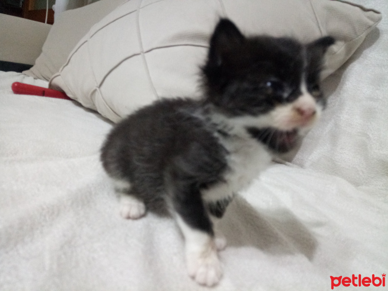 Siyam Kedisi, Kedi  Karaca fotoğrafı