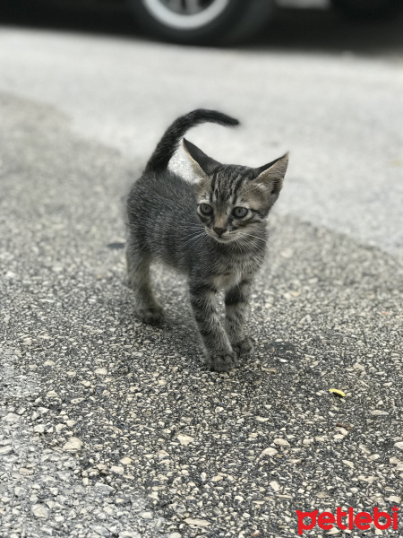 Tekir Kedi, Kedi  Boncuk fotoğrafı