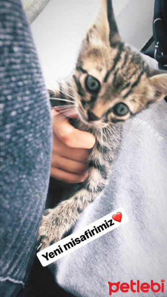 Tekir Kedi, Kedi  Boncuk fotoğrafı