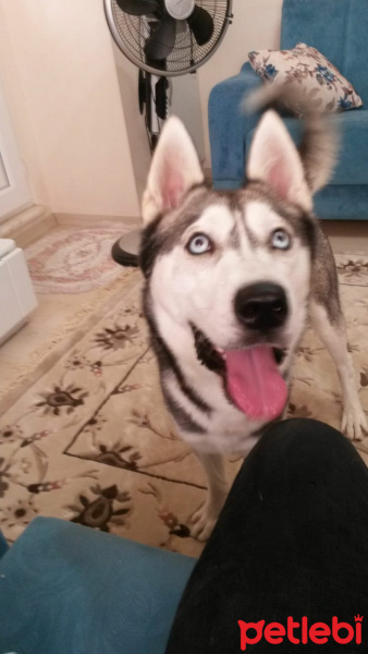 Sibirya Kurdu (Husky), Köpek  gölge fotoğrafı